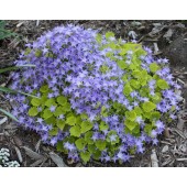 Колокольчик Campanula Dickson's Gold